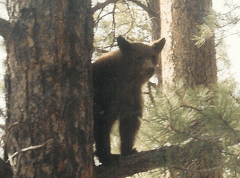 Utah bear hunts