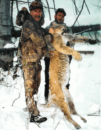 Hunt mountian lions in southern Utah