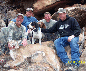 guided elk hunts, trophy mule deer, cougar, black bear, turkey, and bighorn sheep hunts in utah