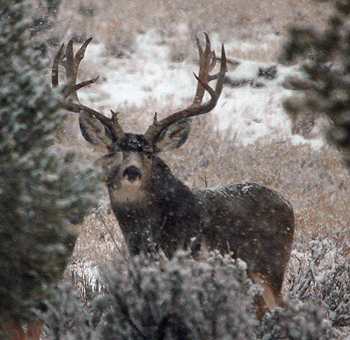 guided cougar hunts, giant bull elk, mule deer, black bear, turkey, and bighorn sheep hunts in utah